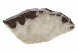 Polished Petoskey Stone (Fossil Coral) Refrigerator Magnets - Photo 2